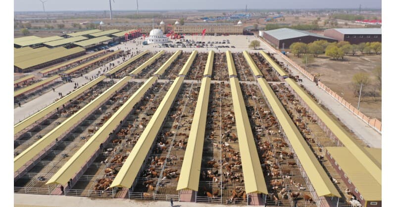 Hinggan League's Green Development Strategy Showcased at Beijing Consumption Carnival