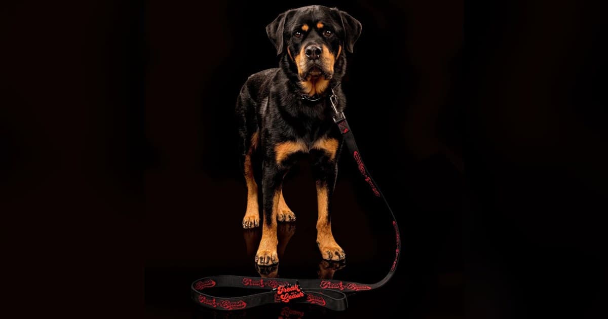 Freak On a Leash Positions Spiked Dog Collars as Everyday Accessories with Full-Grain Leather Construction