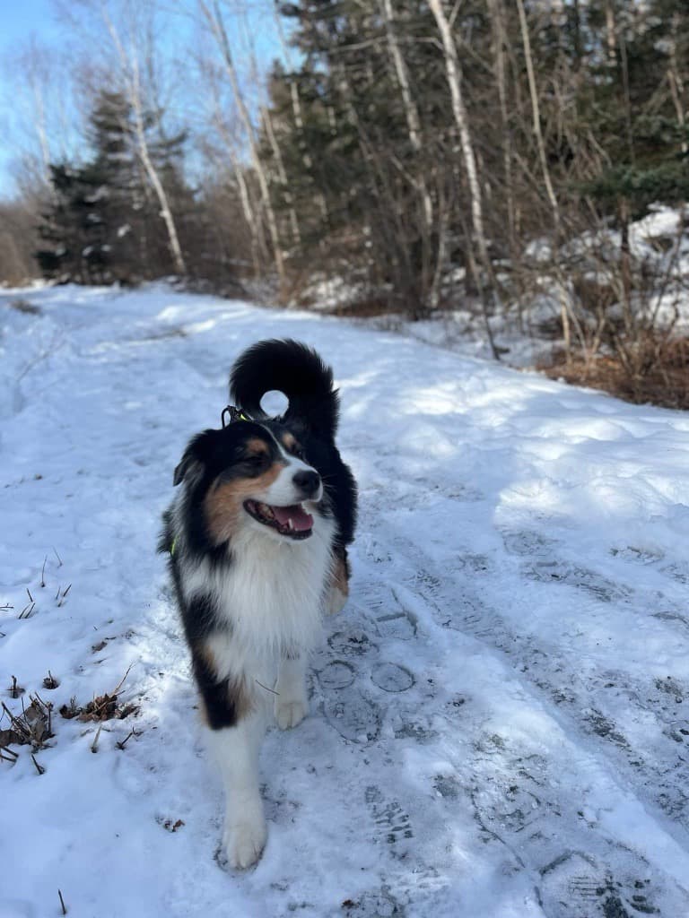 Canada's Canine Heroes: 2026 Purina Animal Hall of Fame Inductees